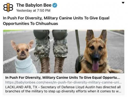canine