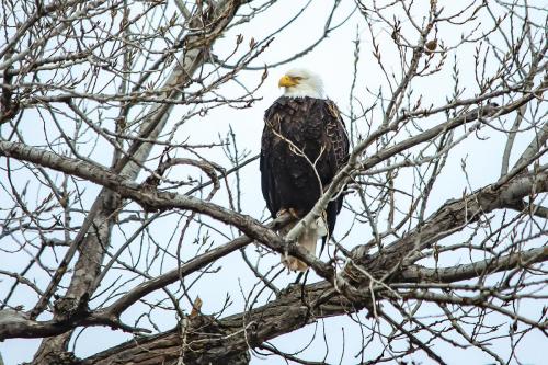 Eagle Edit 368 Marginal 100 PPI