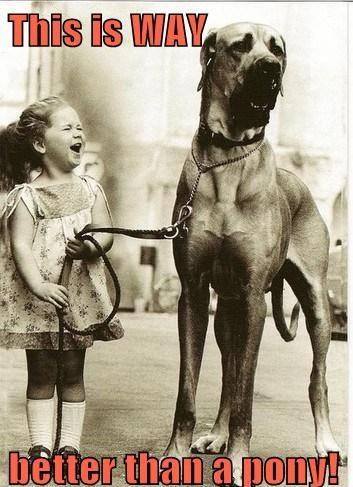 Great Dane - Better than a pony