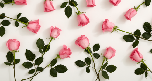 Pink roses cover