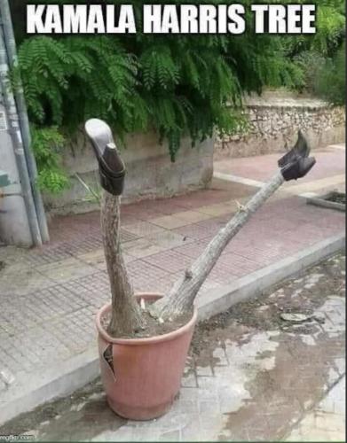 Kamala Harris Tree