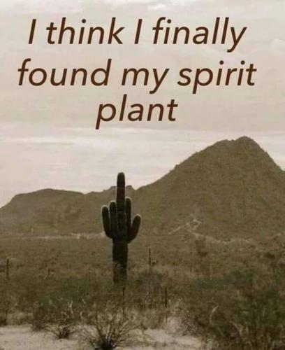 spirit plant