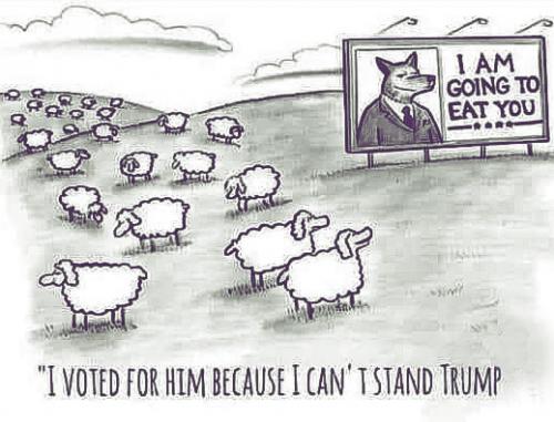 Sheep vote