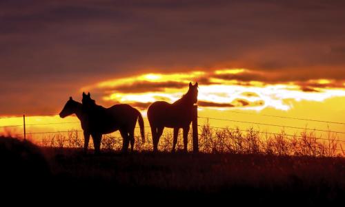 Horses at Sunset 1206