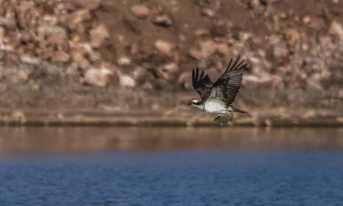 Apr 24 Osprey with Fish-1