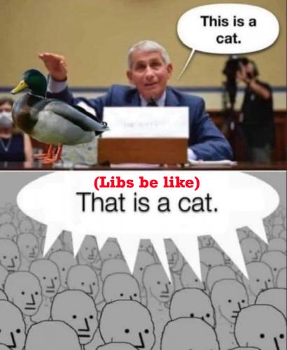 M cat