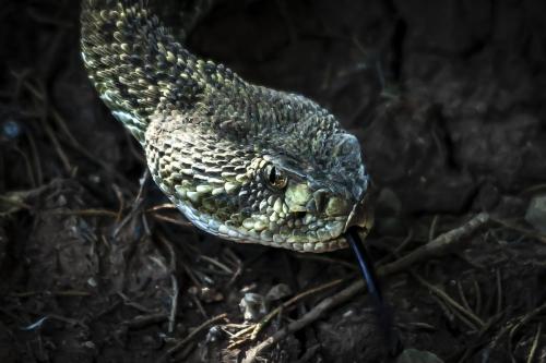 A Snake in Your Face