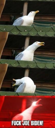 gull
