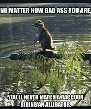 RaccoonOnAlligator1