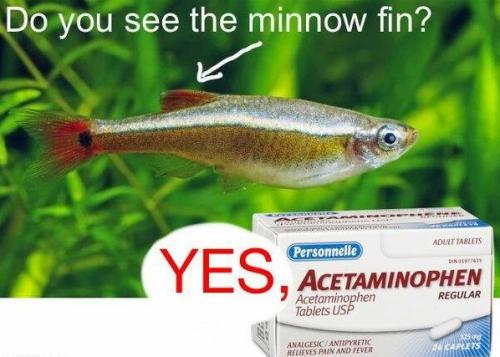 ff - 1002 - minnow fin (2)