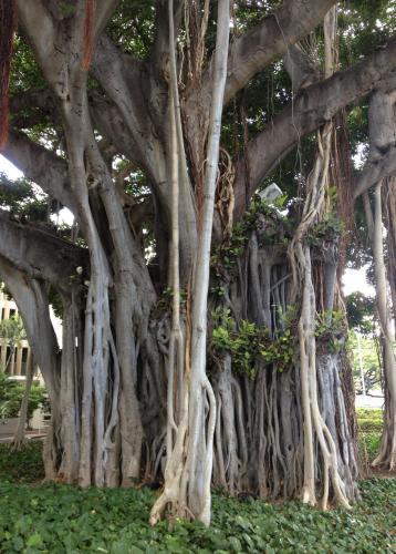 2013 Sept 13 Old Tree 1 at Ala Moana Beach Park