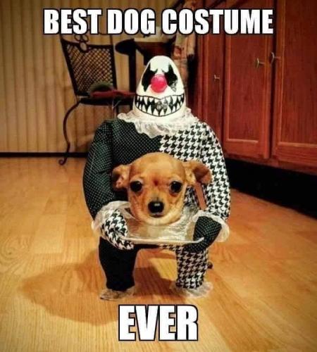dog costume