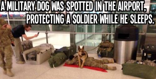 GSDguarding