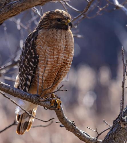 Red Shouldered Hawk Portrait