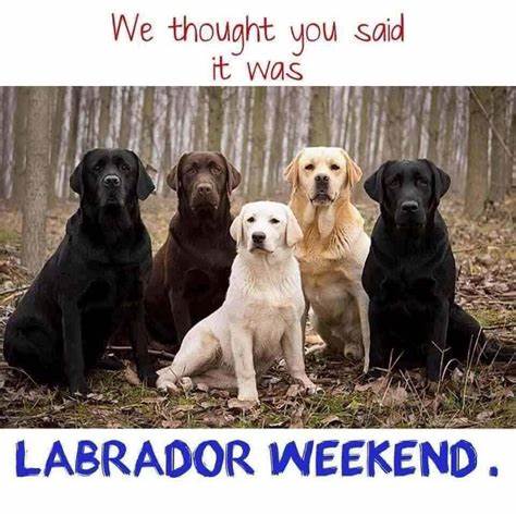 labradorweekend