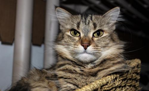 Binkers the Look 100 PPI