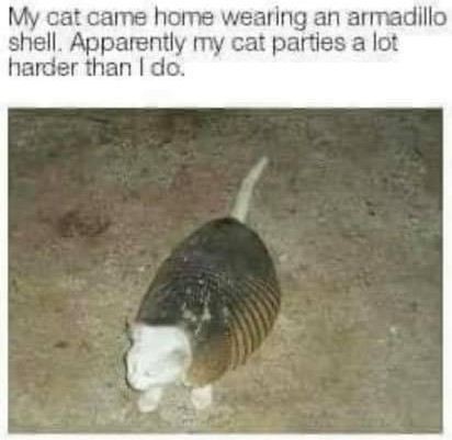 ff - 0813 - cat armadillo (2)