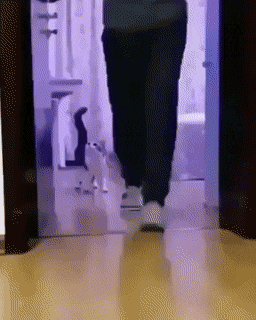 ff sign-off - cat jump