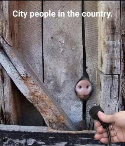 cityfolk