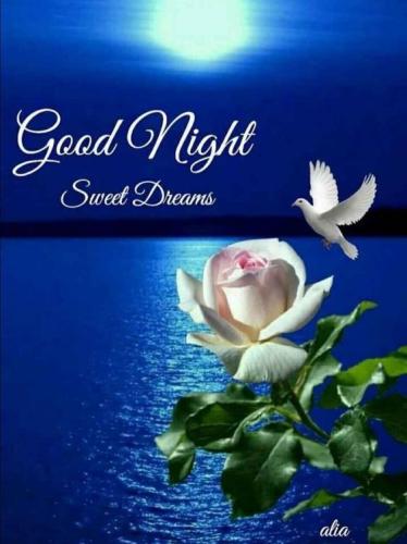 350345-White-Rose-Good-Night-Image