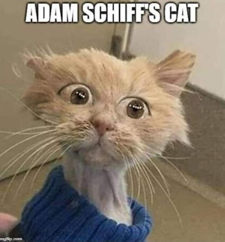 ADAM SHITS CAT