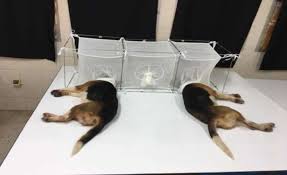 beagles