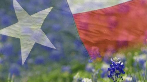 texas_flag_with_bluebonnetts (2)