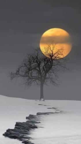 Moon - Full - Behind tree in snow