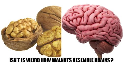 WalnutBrain