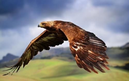High-Definition-Eagle-Wallpaper (3)