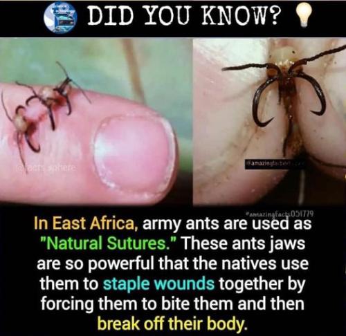 army ants