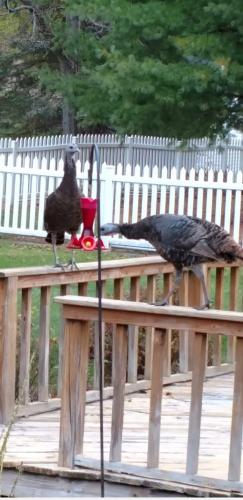 Funny - Hummingbirds massive transformation