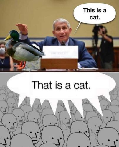 Fauci-This is a cat-That is a cat