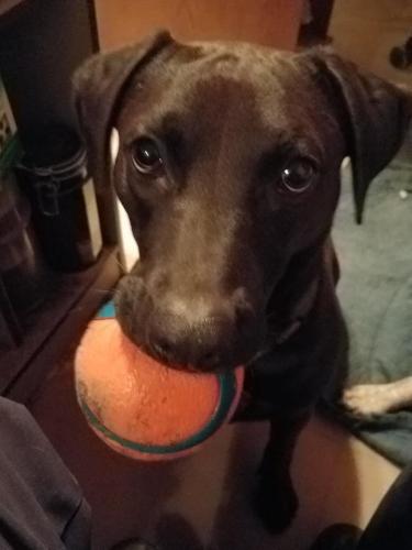 Kimber