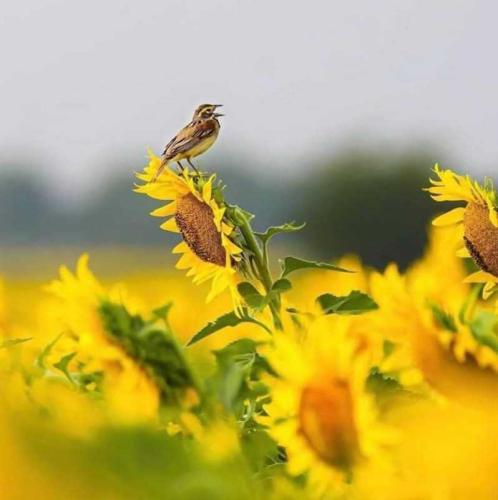 eLwRZifDZxWSShd9hSmN_05_2a342c6bc4ce2a4cfeddc4e6f0949791_image