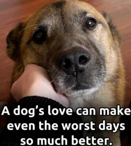 doglove