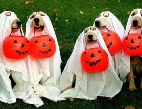 dogboo