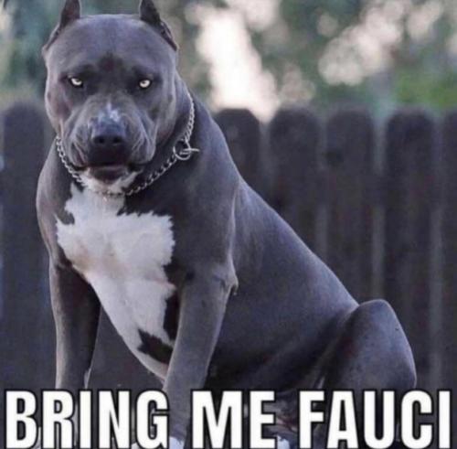 bringfauci