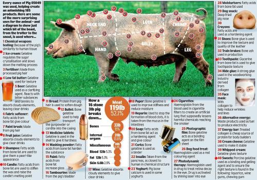 PIG PARTS_LI
