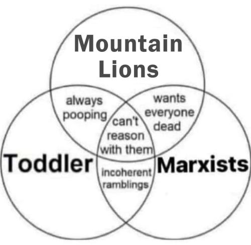mountain lions