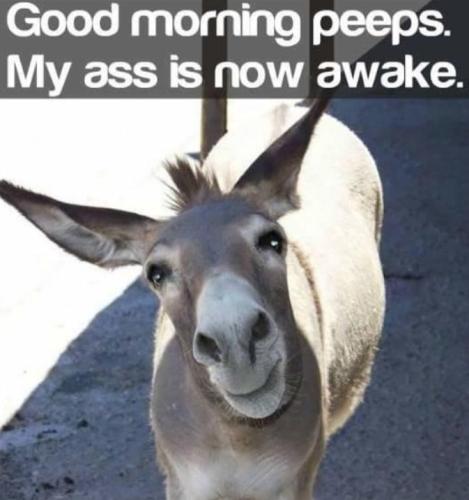 awakeass