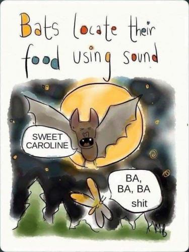 Bats