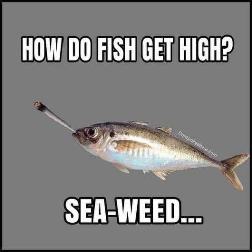 M sea weed