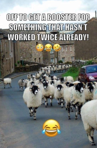 sheep