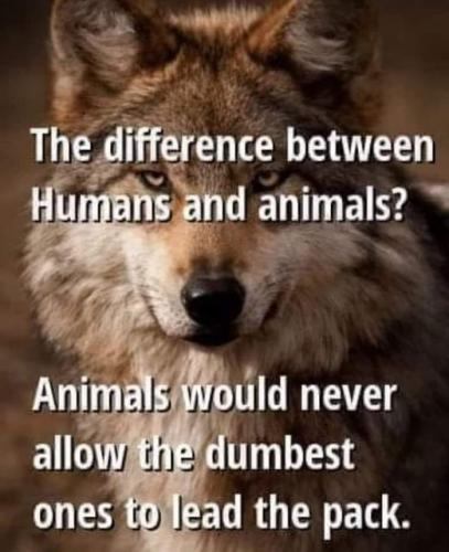 humans and animals