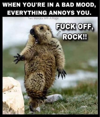 242099172_455482522602664_2515493171970755808_n