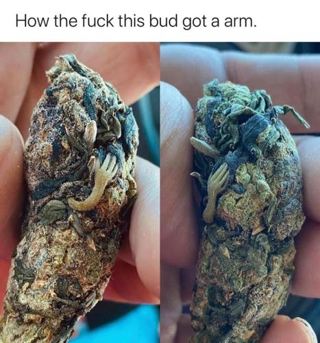 CANNABIS ARM