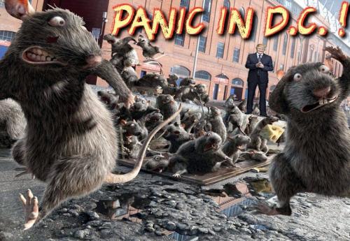 PANIC IN DC