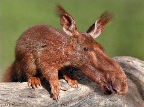 moosesquirrel