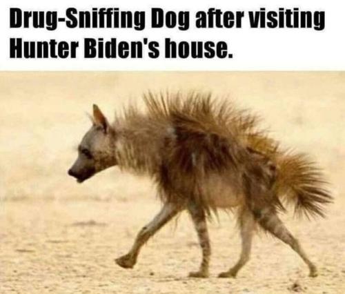 drug-sniffing-dawg